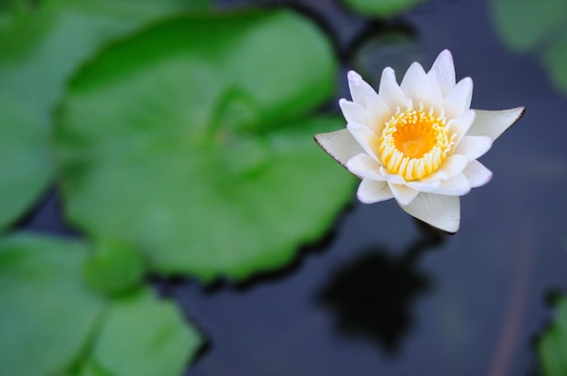 High angle view of lotus water lily in pond