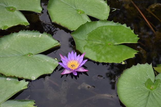 High angle view of lotus water lily in pond