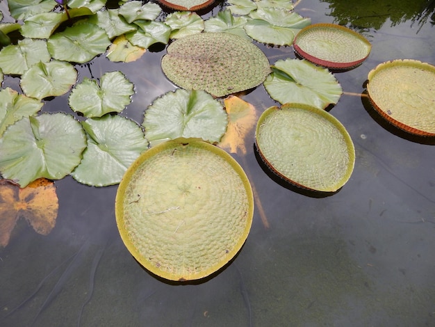 High angle view of lotus water