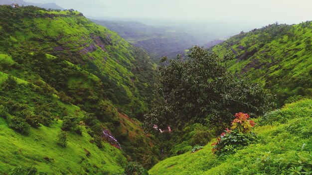 High angle view of lush foliage