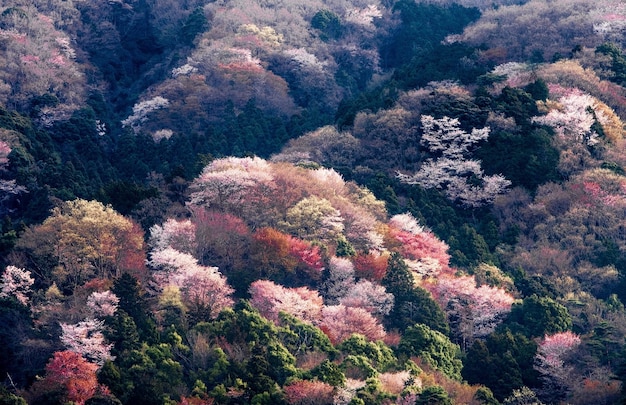 high angle view of lush foliage