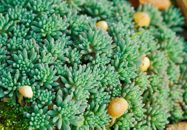 Foto vista ad alto angolo dei macro funghi nella foresta