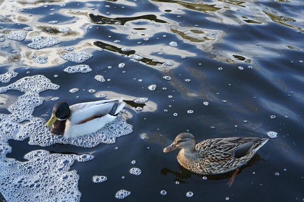 High angle view of mallard duck swimming in lake