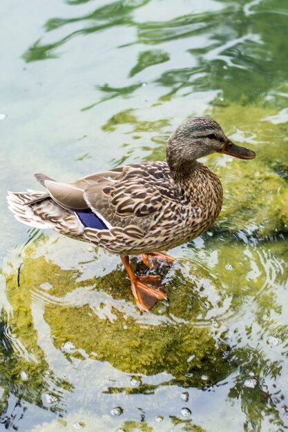 Foto vista ad alta angolazione dell'anatra mallarda che nuota nel lago