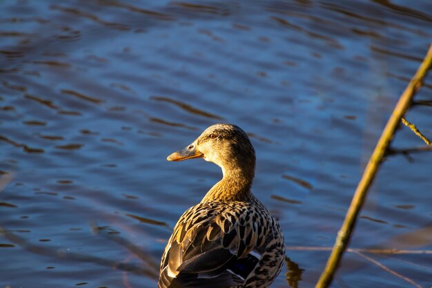 Photo high angle view of mallard duck swimming in lake