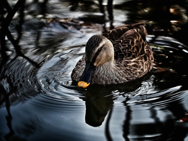 High angle view of mallard duck swimming on lake