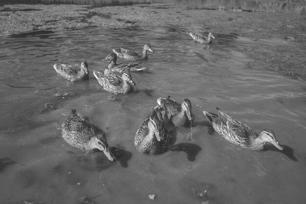 Photo high angle view of mallard ducks on lake