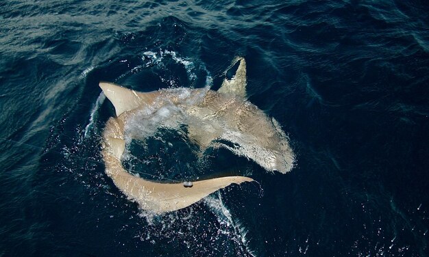 Photo high angle view of man swimming in sea