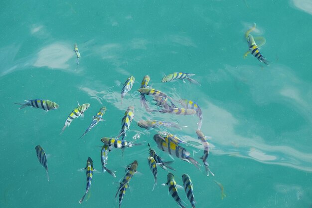 High angle view of man swimming in sea