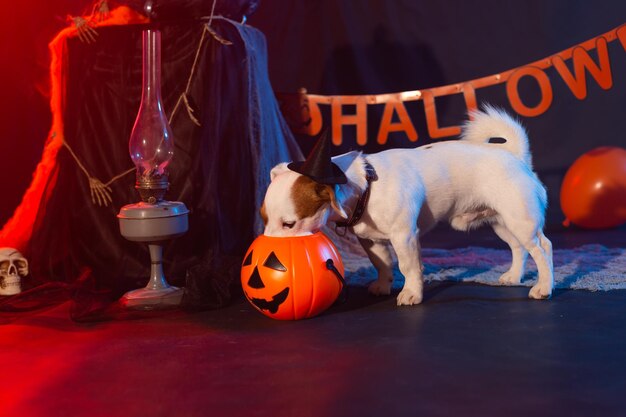 Photo high angle view of man with dogs on stage