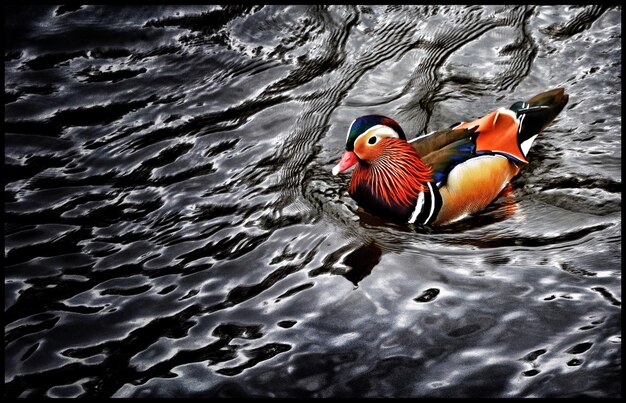 High angle view of mandarin duck swimming in lake