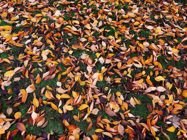 Foto vista ad alta angolazione delle foglie colorate dell'acero sul campo autunnale