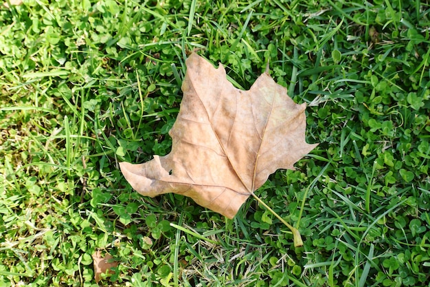 High angle view of maple leaf on field