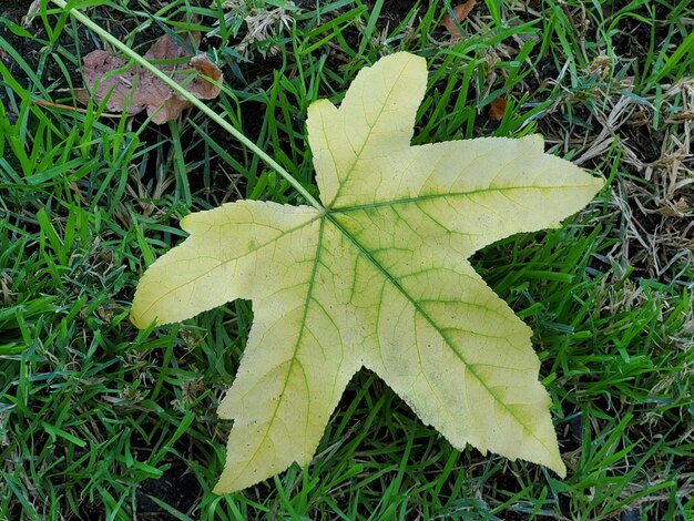 High angle view of maple leaf on land