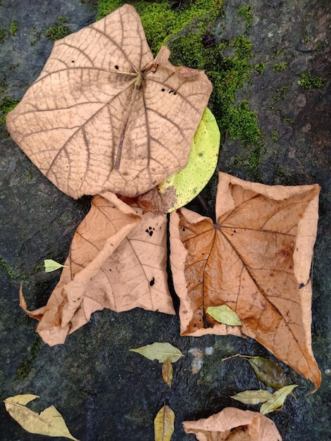Foto vista ad alto angolo della foglia di acero sulle foglie