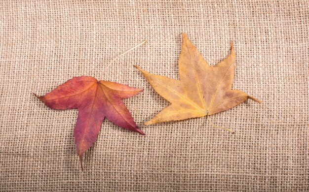 Photo high angle view of maple leaf on orange leaves