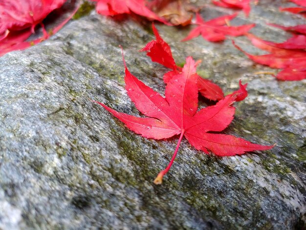 Photo high angle view of maple leaf on rock