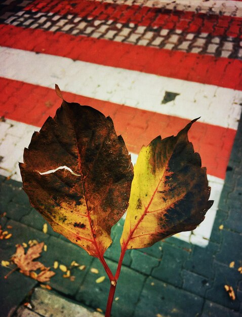 High angle view of maple leaf on sidewalk