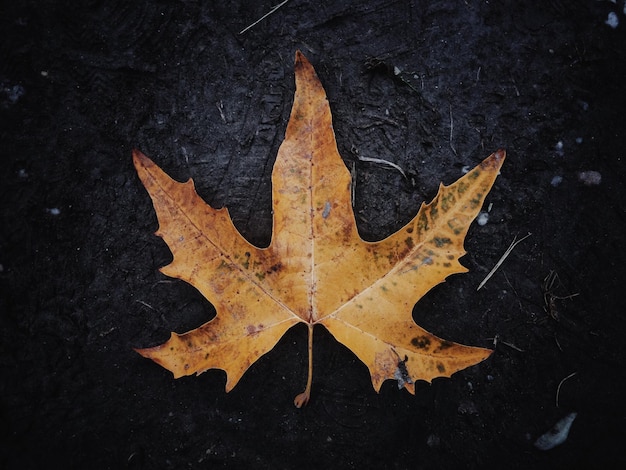 High angle view of maple leaf in water