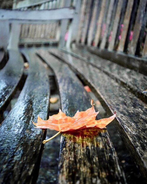 Photo high angle view of maple leaf on wood