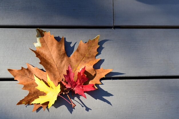 High angle view of maple leaf on wooden table