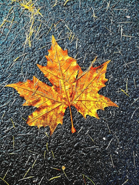 Photo high angle view of maple leaves during autumn