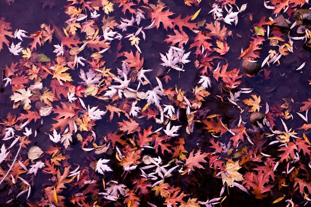 Photo high angle view of maple leaves fallen in autumn