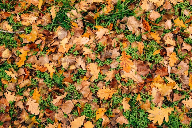 Photo high angle view of maple leaves on field