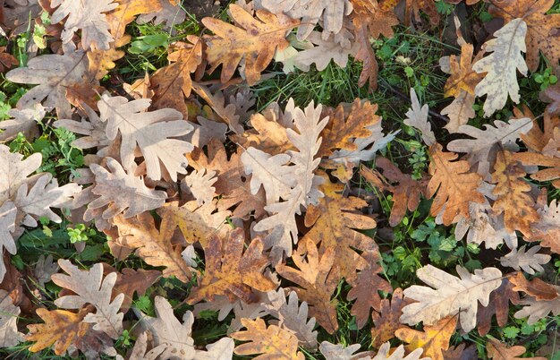 High angle view of maple leaves on field