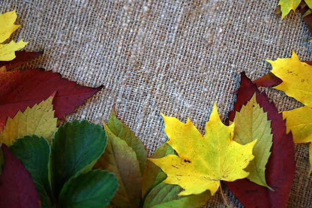 Photo high angle view of maple leaves on plant