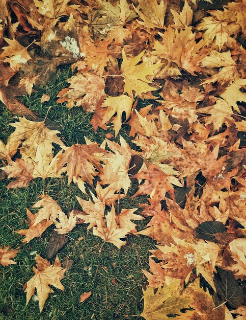 High angle view of maple leaves on road