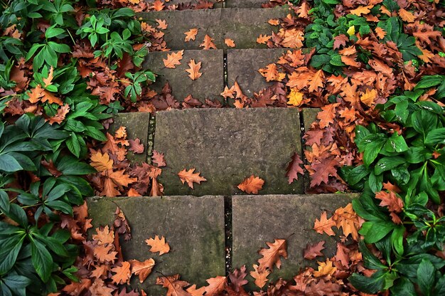 high angle view of maple leaves on steps