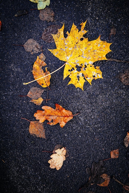 Photo high angle view of maple leaves on street