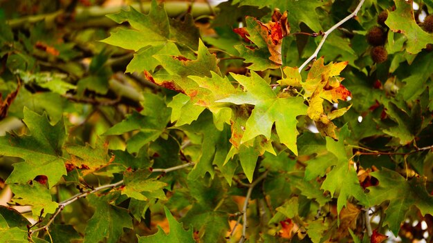 Photo high angle view of maple leaves on tree