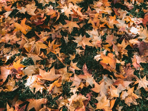 Photo high angle view of maple leaves