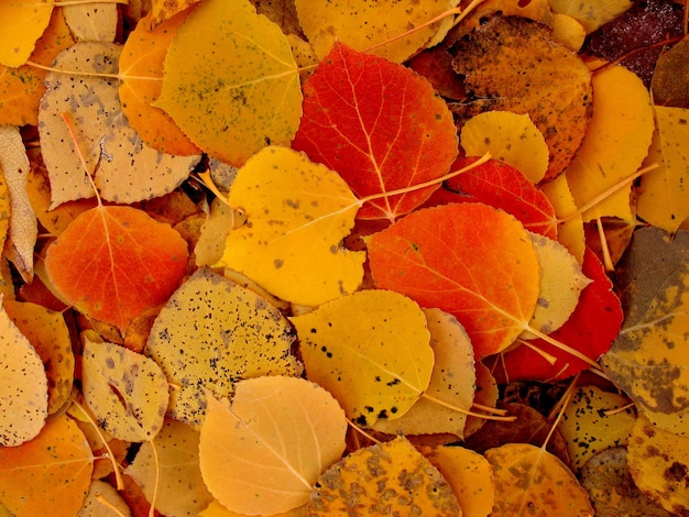 Photo high angle view of maple leaves