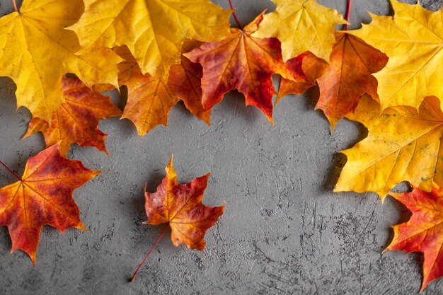 High angle view of maple leaves