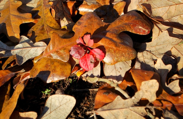 High angle view of maple leaves