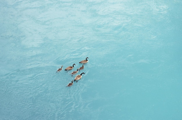 High angle view of men swimming in pool