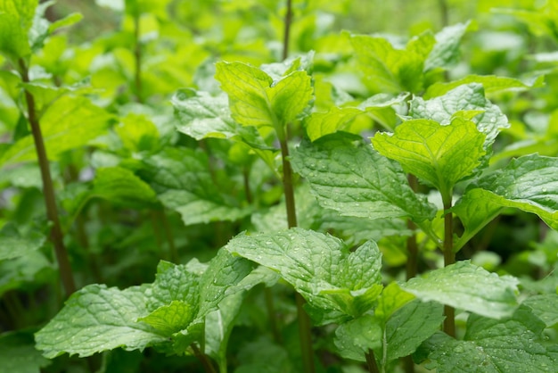 ミントの葉の植物の高角度の眺め