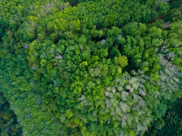 High angle view mixed forest mountain green background