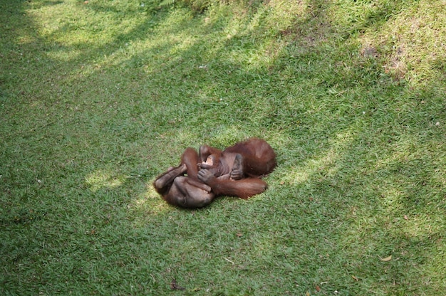 High angle view of monkey on grass