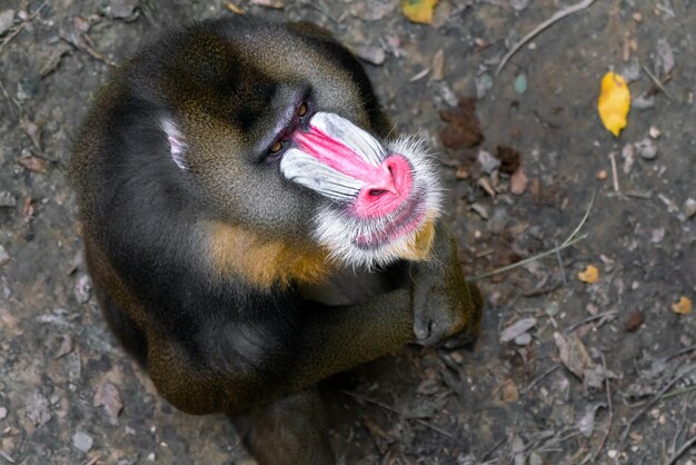 Photo high angle view of monkey