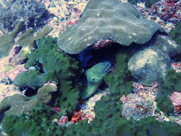 Foto vista ad alto angolo dell'anguilla murena dal corallo in mare