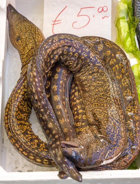 Photo high angle view of moray eel on ice in container at market for sale