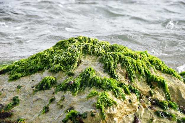 Foto vista ad alto angolo del muschio sulla spiaggia