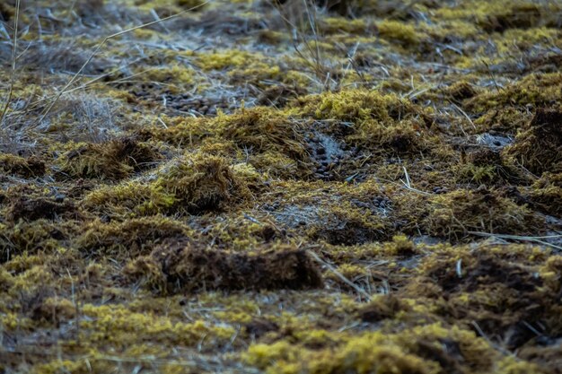 Photo high angle view of moss growing on field