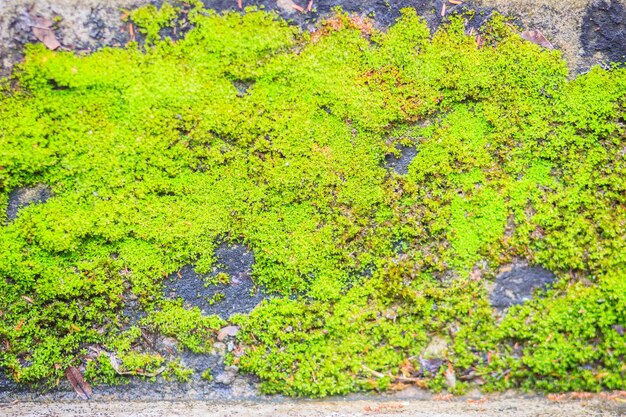 High angle view of moss growing on footpath