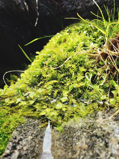 High angle view of moss growing on rock