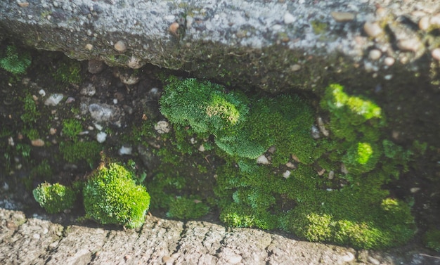 Foto vista ad alto angolo del muschio sulla roccia